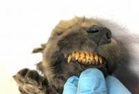 В Сибири нашли замороженные останки щенка возрастом 18 тысяч лет