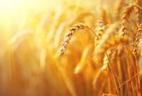 Світовий ринок проігнорував російські мита: ціна на пшеницю падає