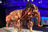 Долгожданное возвращение шокирующей выставки настоящих тел — "Всесвіт тіла: Всередині тварин"