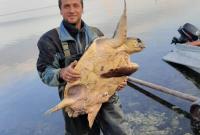 На Херсонщині рибалки впіймали черепаху незвичайного розміру