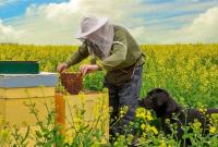 В Україні оприлюднено розмір держпідтримки пасічників